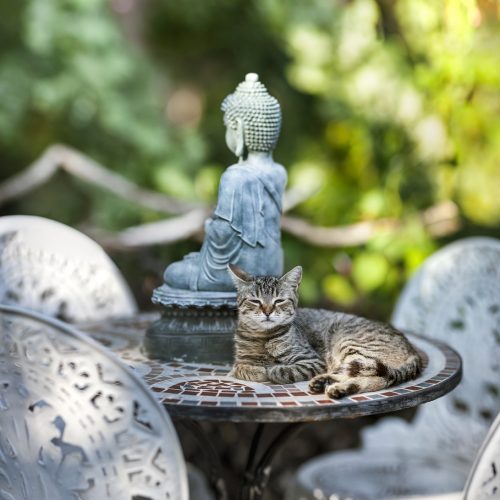 buddha, meditation, statue